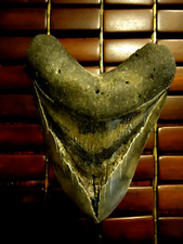 HUGE 5 3/4'' MEGALODON SHARK TOOTH FOSSIL FROM ABOUT 10 MILLION YEARS AGO