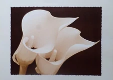 Lot of 6- Enhance your Home Decor with Beautiful Collection of Six Floral Prints