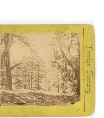 Largest of Great Cedars in Lebanon Stereoview