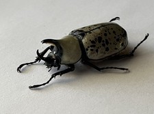 Dynastidae: Dynastes Grantii A1 macho 44,2 mm