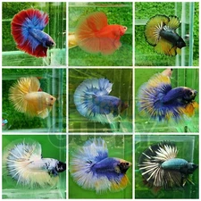 *SPECIAL PRICE* Live Betta Fish High Quality Halfmoon Male - Random Pick