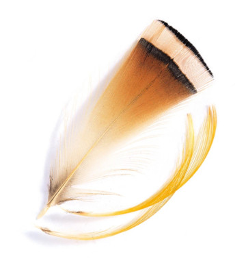 Veniard Golden Pheasant Tippets Fly Tying Feathers Fly Fishing