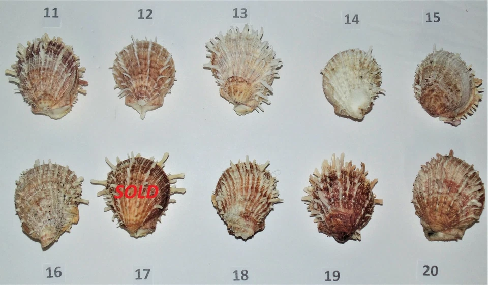 ONE (1) LARGE BROWN SPONDYLUS DUCALIS SPINY OYSTER PAIR, CRAFT DECOR BEACH - Image 4 of 4