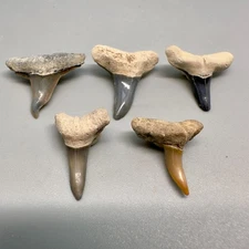 Beautiful group of 5 Deformed Lemon Fossil Shark Teeth - Bone Valley, FL