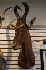 African Red Hartebeest taxidermy Shoulder Mount