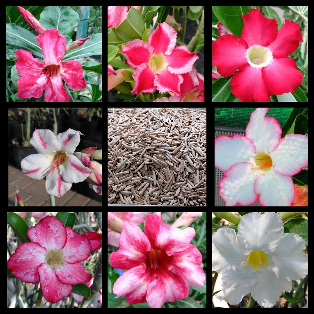 100+ Adenium Obesum desert rose seeds Rosa Del Desierto US SELLER | eBay