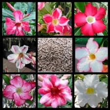 100+ Adenium Obesum desert rose seeds Rosa Del Desierto US SELLER