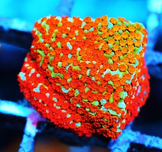 Rainbow Montipora Frag Zoanthids Zoa Paly SPS LPS Corals WYSIWYG