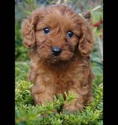 Gumtree Puppies Perth Wa