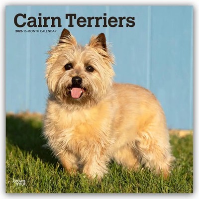Cairn Terriers 2026 - 16-Monatskalender | BrownTrout Publishers Inc | Deutsch