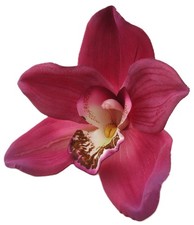 Large Fuchsia Cymbidium Orchid Hair Clip with Teeth, 4.5 In X 4.5 In
