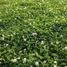 5lb Perennial White Dutch Clover Seed for Erosion Control, Ground Cover, Pasture
