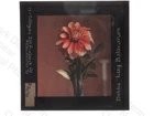 Dahlia Lug Batavorum Flower G Milligan Manchester Magic Lantern Slide