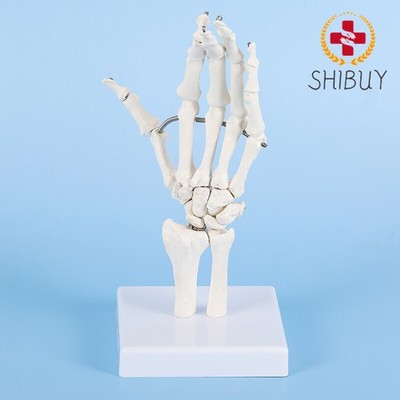 1:1 Human Skeleton Hand Bone Wrist Joint Ulna Radius Model Bendable