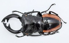 Odontolabis for collectors | large size | Collector's Secret