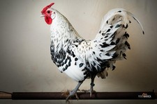 Uova Feconde Fertili Fecondate di AMROCK SEBRIGHT AMBURGO ONAGADORI LUN 24/48h