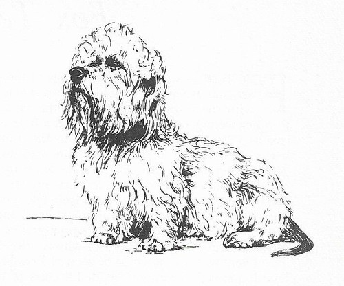 Dandie Dinmont Terrier #2 - CUSTOM MATTED - 1963 Vintage Dog Art Print 0507 CLD