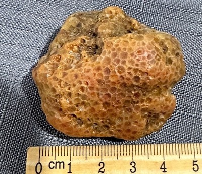 Fossil Coral Specimen Rough Natural Stone Honeycomb Pattern, Approx 5 cm