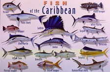 FISH OF THE CARIBBEAN -  Colorful Postcard showing various fish