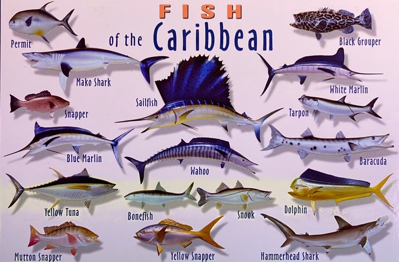 FISH OF THE CARIBBEAN -  Colorful Postcard showing various fish Snapper/Shark