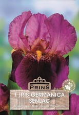 German  Iris Germanica 'Senlac' (Bearded Iris) Rhizome WPC Prins Pack x1 