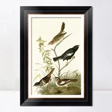 Framed Canvas Giclee Print Series#139 by John James Audubon Wall Art Home Decor