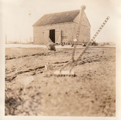 #ad Antique Photo Farm Scene Chickens Barn Childs Swing Plowing Tool America History $8.99