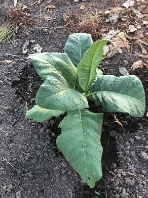 cropping tobacco by hand Tobacco Farm with Money Bag on Hand Stock Photo