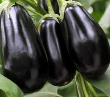 BLACK BEAUTY EGGPLANT SEEDS 200+ vegetable GARDEN Solanum Melongena FREE SHIP