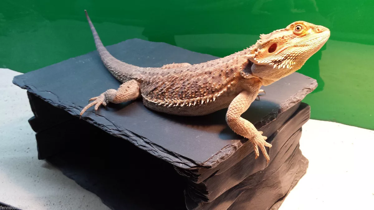 Shop Bearded Dragons —