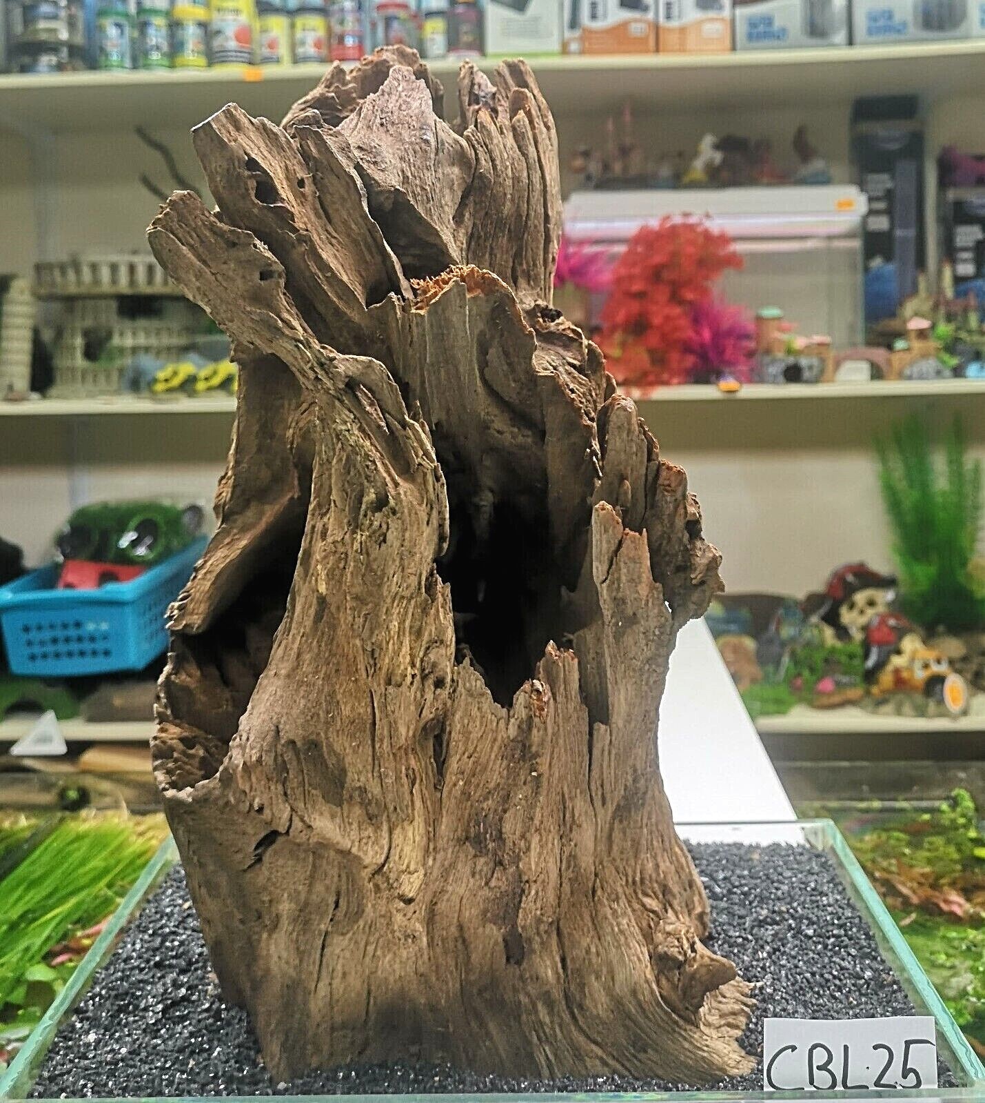 Large Corbo Root CAVE AQUARIUM Vivarium AQUASCAPING like mopani bogwood