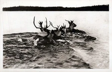 1940's RPPC Postcard "Caribou in the Yukon River Alaska" not sent