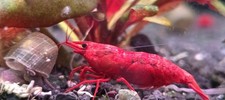 20 3 High Grade Fire Red Neocaridina Shrimp