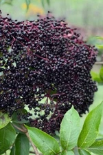 1 - BOB GORDON Live Elderberry Rooted Plant - Healthy Edible Shrub - Zones 4-8