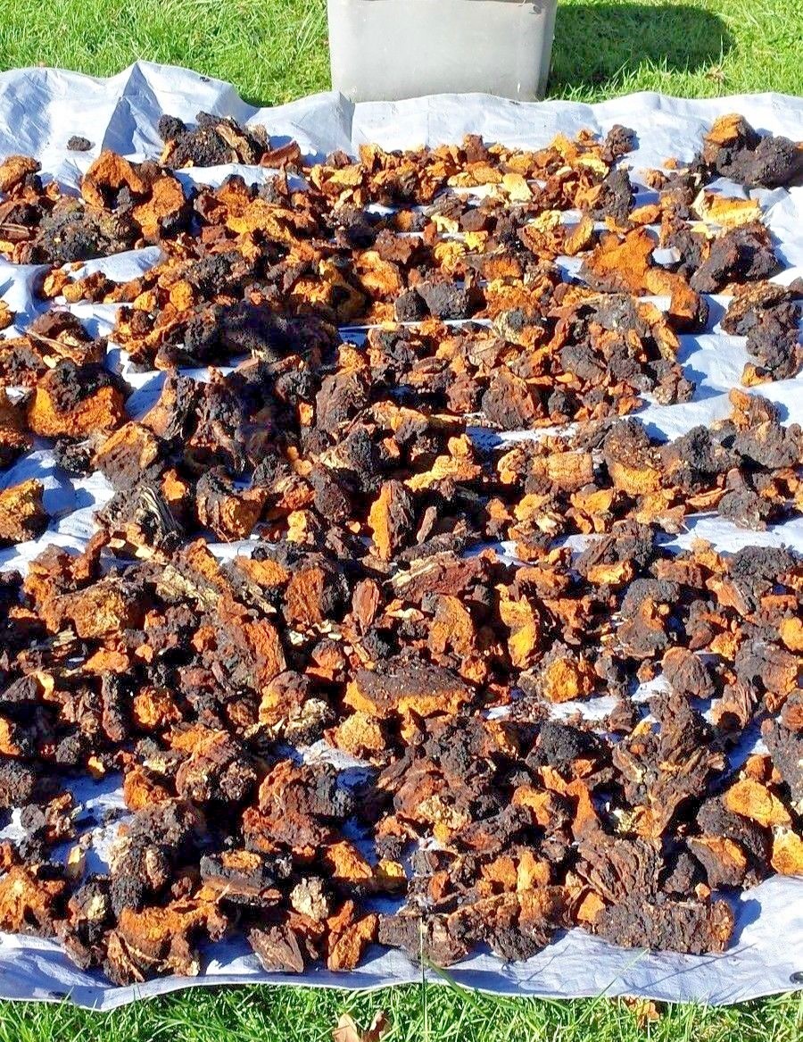 Triple Blast Chaga, Reishi, Turkey Tail Mushroom Double Extract