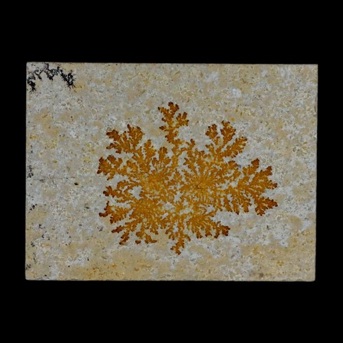 3.1" Pyrolusite Dendritic Sandstone Solnhofen Upper Jurassic Age West Germany - 第 1/5 張圖片