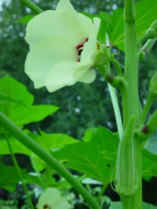 Okra / ladies finger / bendi : true breed tropical vegetable seeds - Image 3 of 4