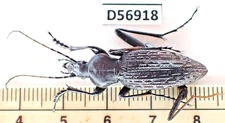D56818. Insects, Beetles. Carabidae: Carabus sp. Vietnam. 2000m