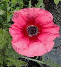 Türkischer Mohn Burning Heart - Papaver orientale