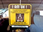 Custom Hanging Dog On Board OK Sign | Car Window I'm OK Dog Sticker  " I'm Ok"