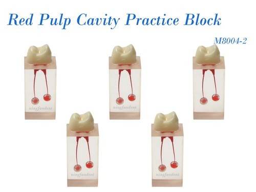 Dientes de conducto radicular endo dental modelo estudio operación pulpa roja cavidad práctica bloque - Imagen 20 de 37