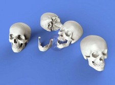 Royal Model 1/35 Assorted Skulls & Detached Jawbones (8 Skulls & 4 Jawbones) 853