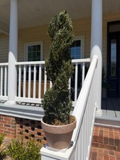 22 Preserved Juniper Spiral Topiary Real Plan...