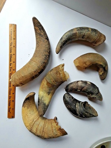 Lot of 7 Cow Bull Horn Crafts Carving Powder Horns Unpolished - Picture 4 of 7
