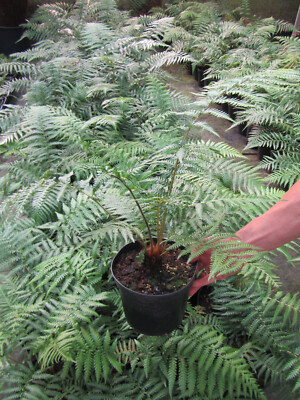 Dicksonia antarctica - antarktischer Baumfarn  -12°C   Pflanze 40-60cm