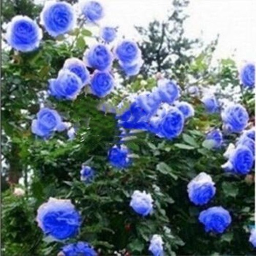 (10) CLIMBER ROSE SEEDS perennial flower garden climbing plant USA SELLER TRACK - Picture 8 of 30