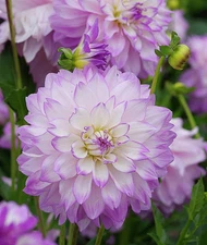 1 - MIKAYLA MIRANDA Decorative Dahlia Bulb Tuber Clump  * EXCEPTIONAL PERFORMER