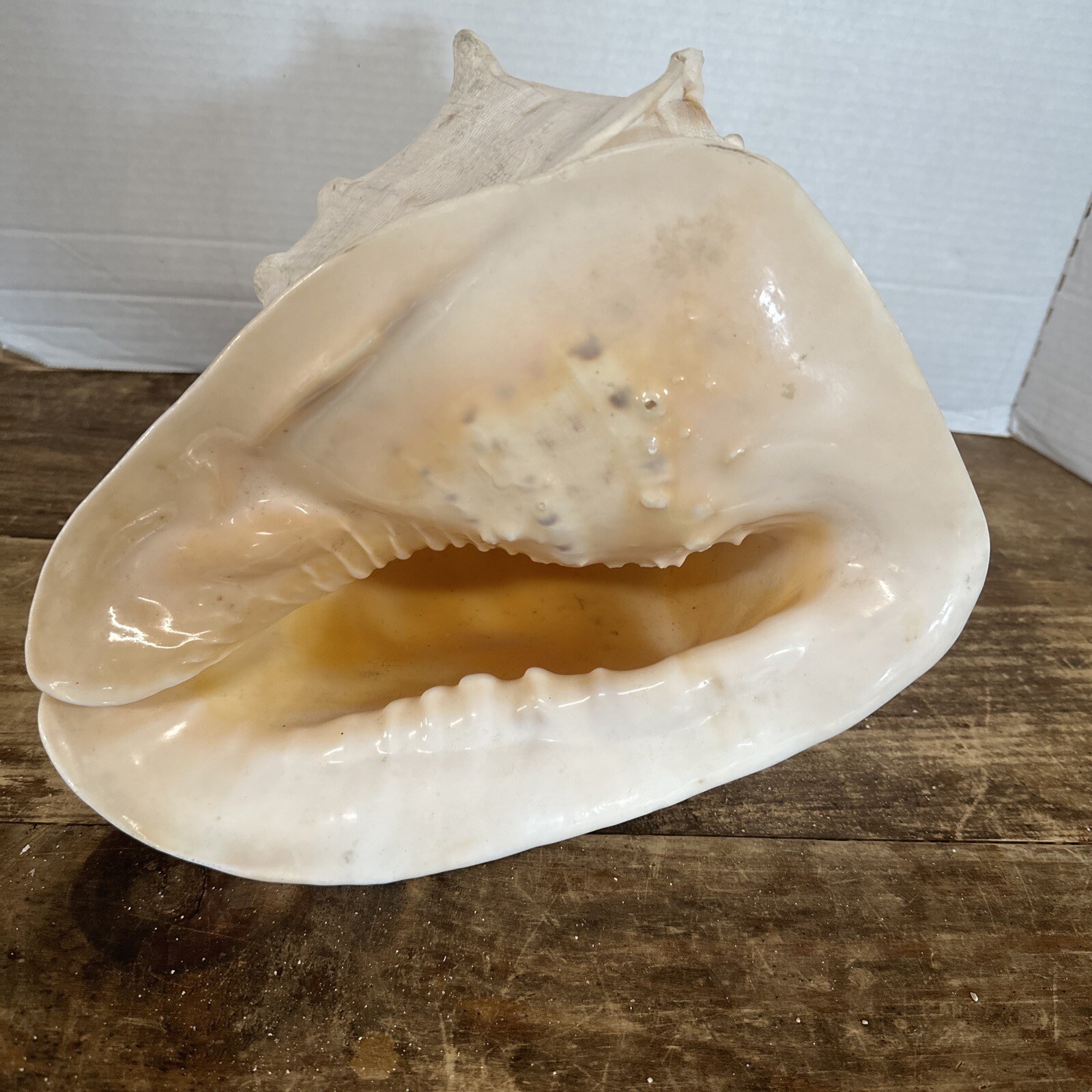 Large Horned Queen Helmet Conch Seashell Shell Ocean Beach Nautical 11