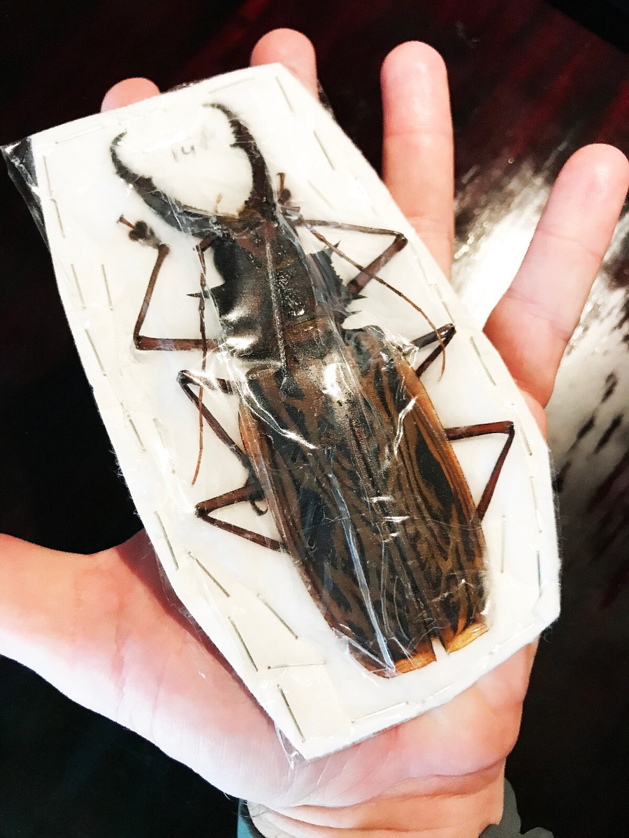 Macrodontia cervicornis CRAZY HUGE Beetle Peru MALE +146mm