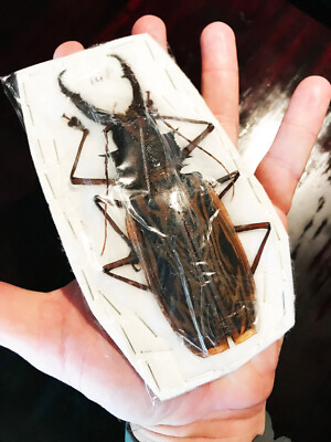 Macrodontia cervicornis CRAZY HUGE Beetle Peru MALE +146mm